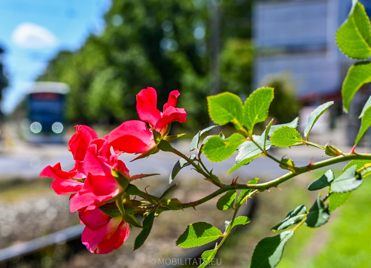 DSC_0723.jpg